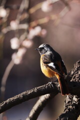 梅林のジョビくん