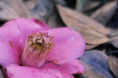 散花