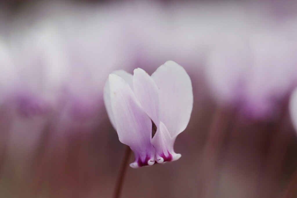 cyclamen