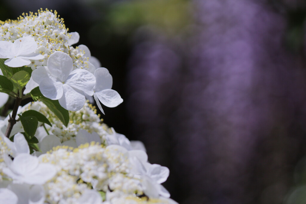 瓊花