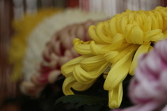 菊