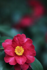 山茶花