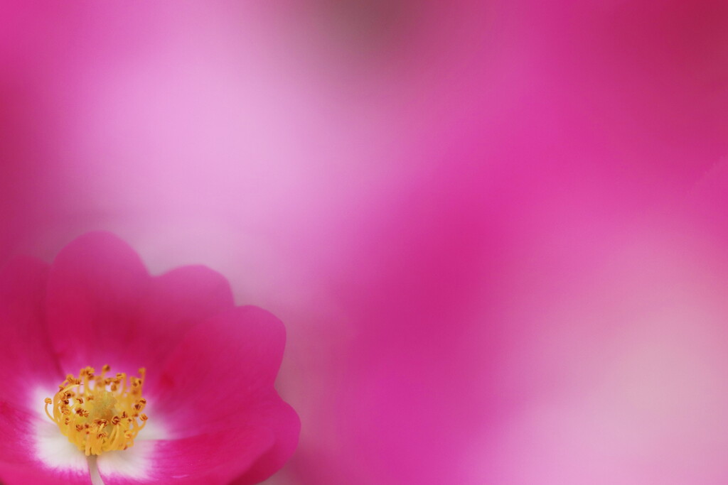 rose