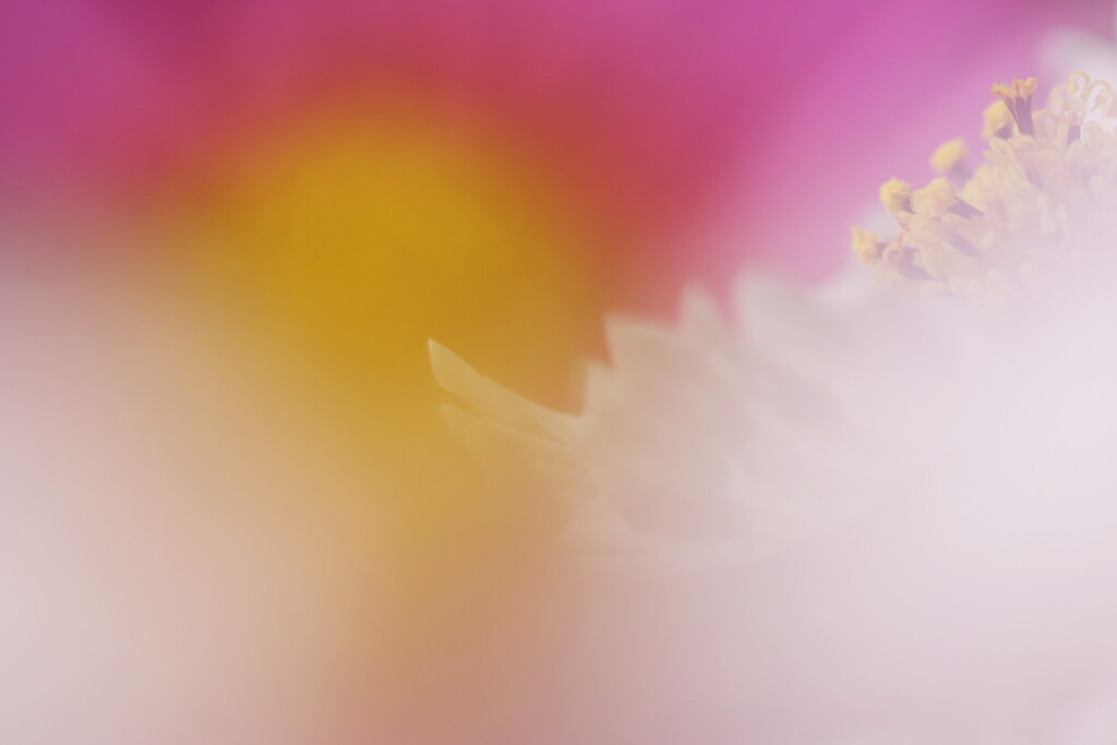 cosmos
