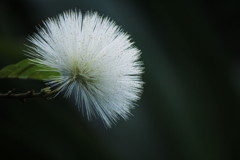 white puff