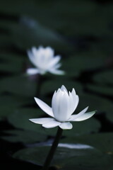 睡蓮