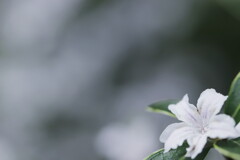 白丁花