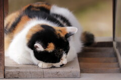 寺猫ちゃん
