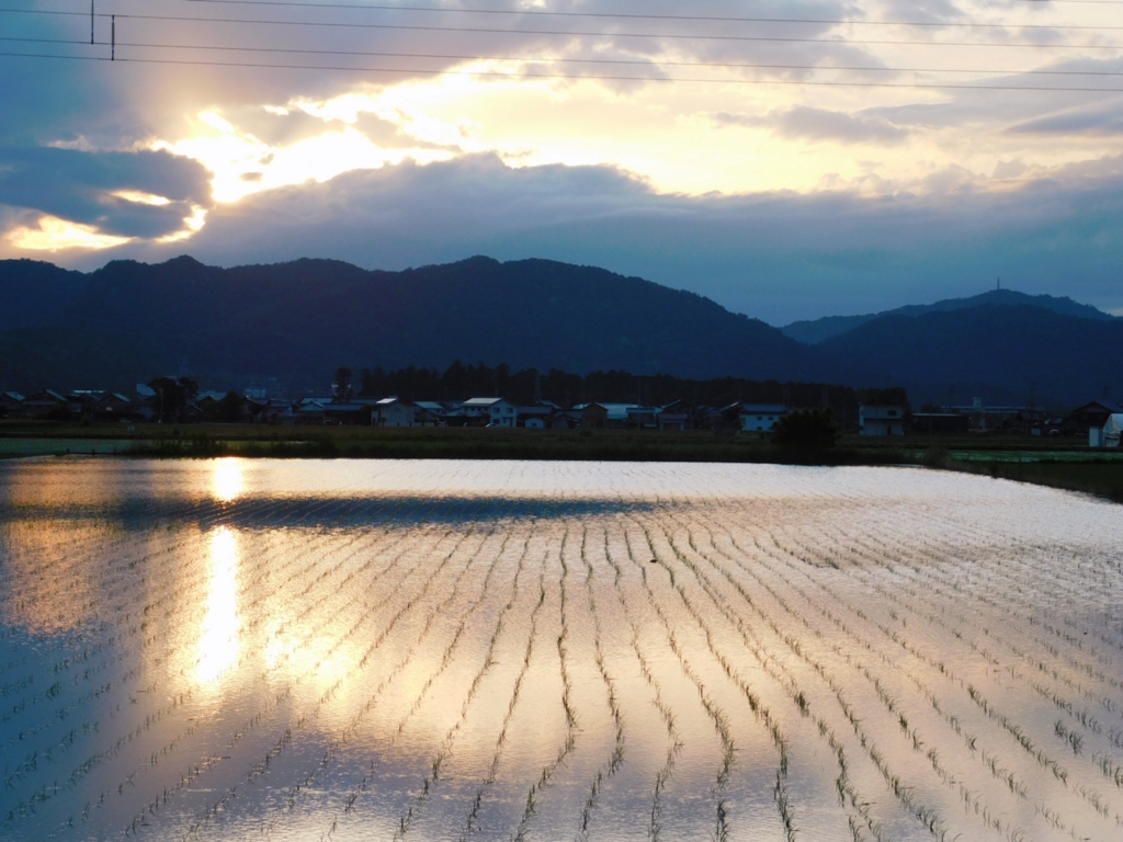 夕暮れ田んぼ