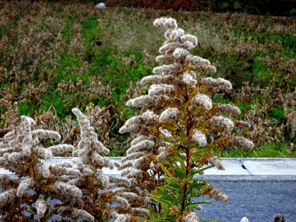 泡立ってます。