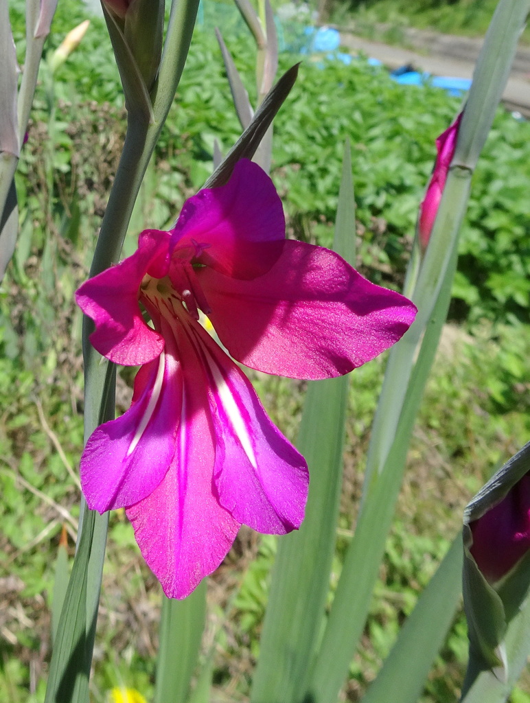 ハヤサキグラジオラス