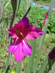 ハヤサキグラジオラス