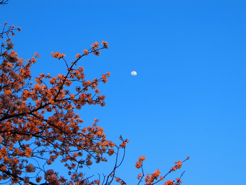 桜と月
