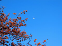 桜と月