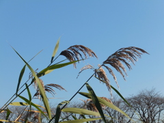 風になびく