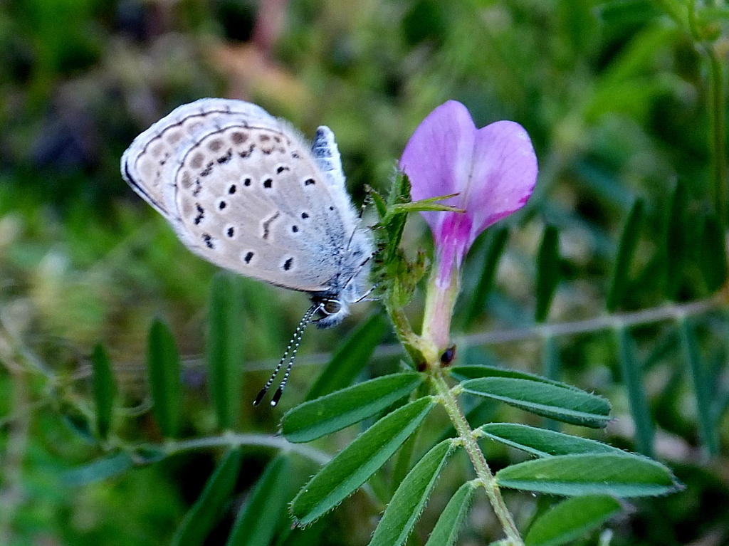 サカトンボでも吸えるの蜜