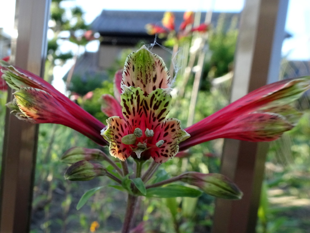 お～～～いって呼ぶ花