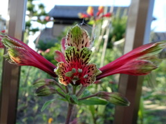 お～～～いって呼ぶ花