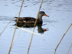 オオヨシガモ?
