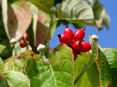 来春も咲くよ。
