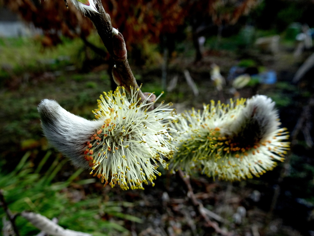 あっちむいてほい