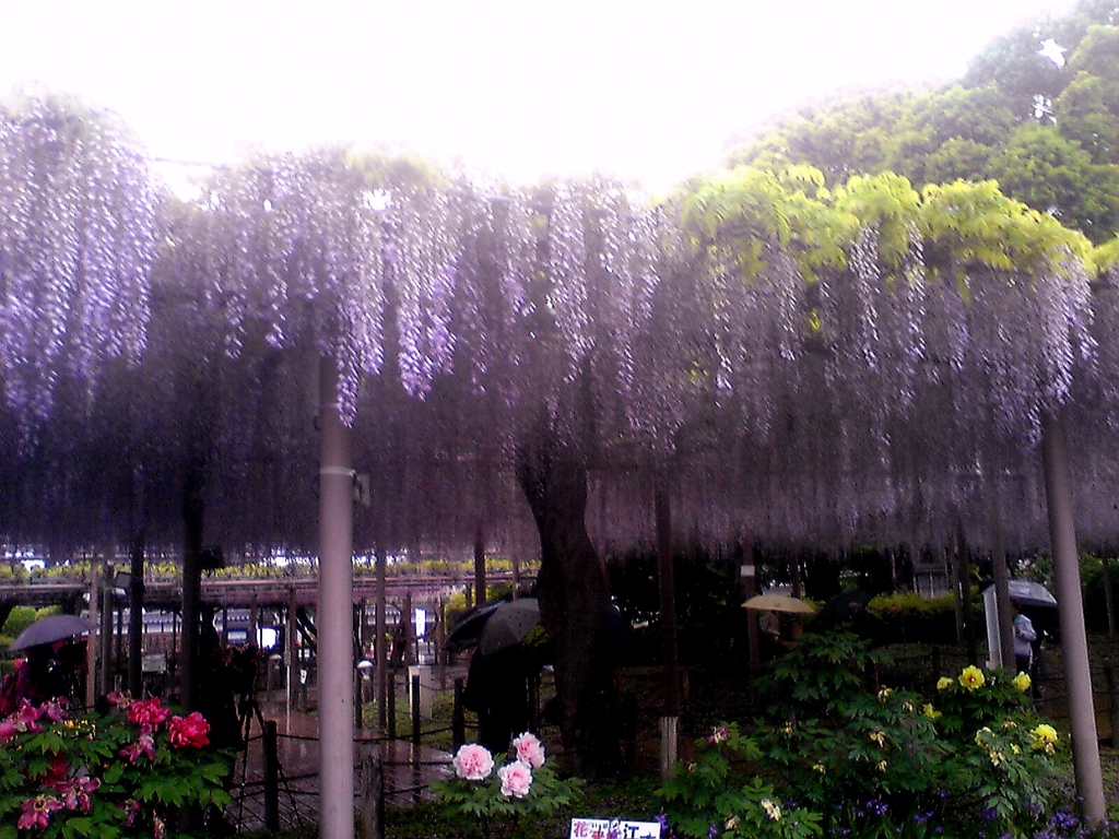 江南市曼荼羅寺公園の藤１