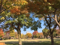公園の秋模様