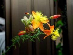 花アロエ＝ブルビネ