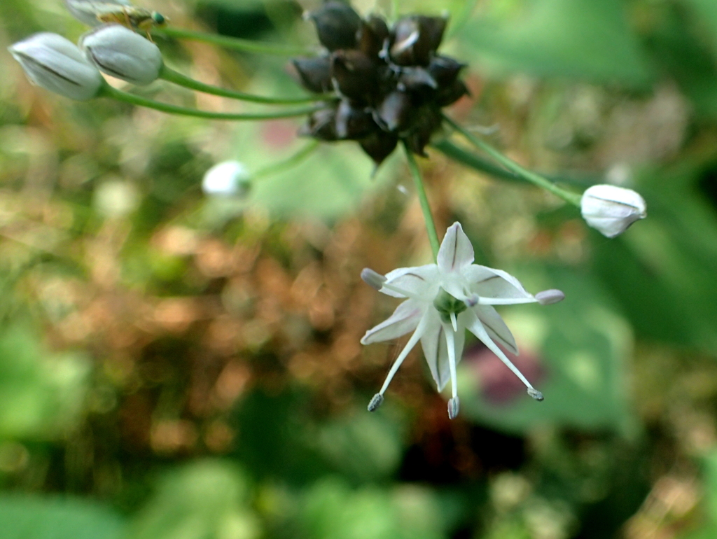 野蒜の花