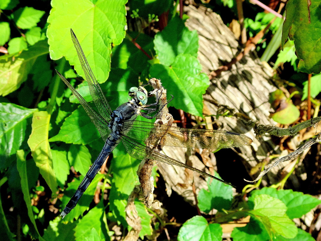 シオカラトンボ