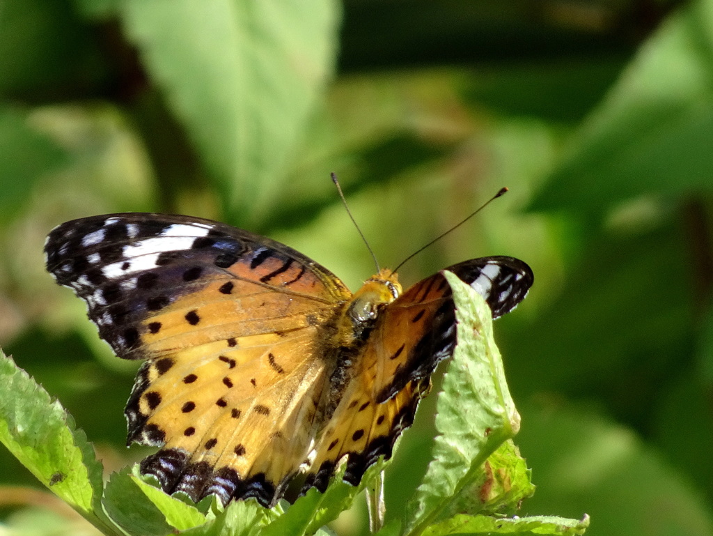 ツマグロヒョウモン♀ひと休み