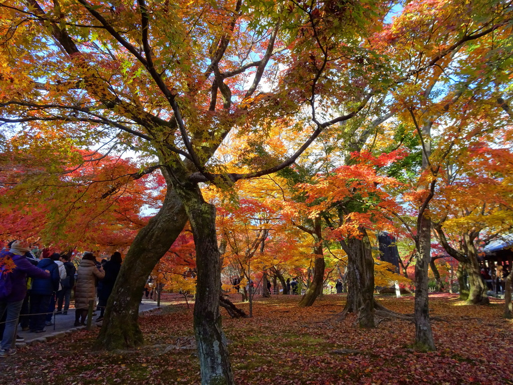 京都　東福寺の紅葉１