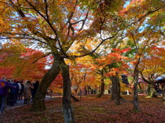京都　東福寺の紅葉１