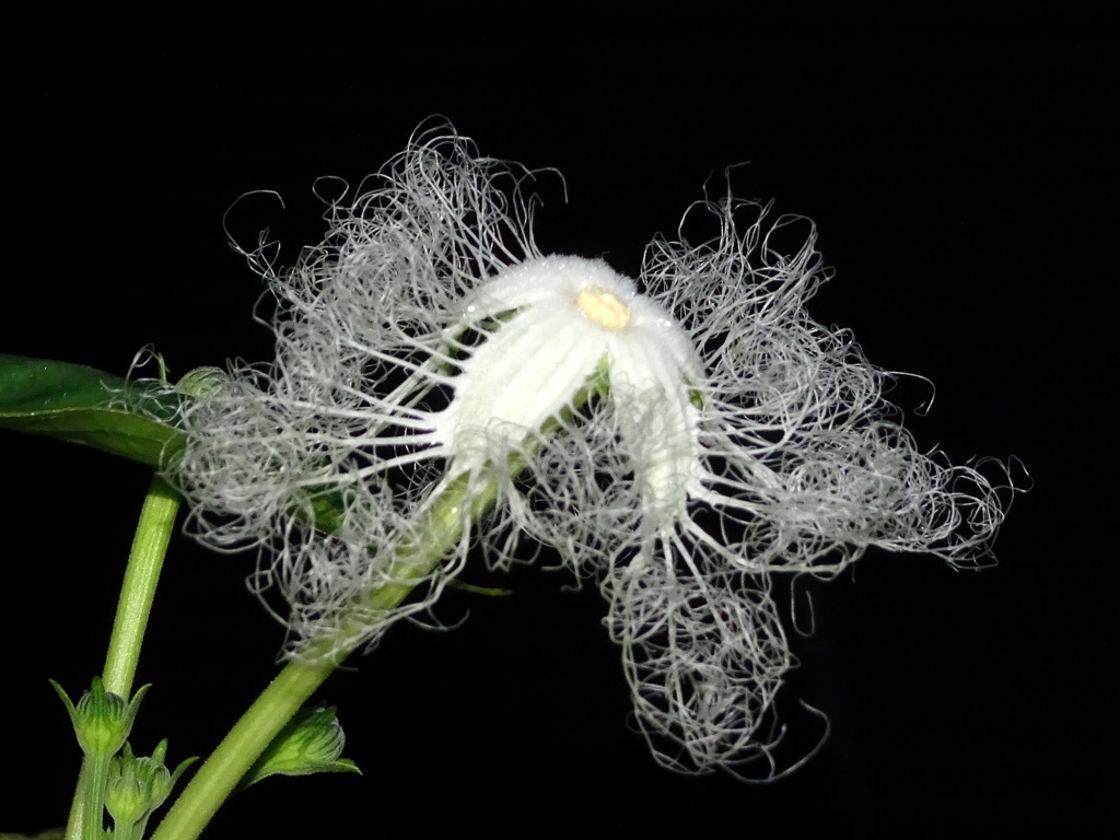 カラスウリ　開花