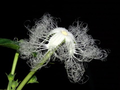 カラスウリ　開花