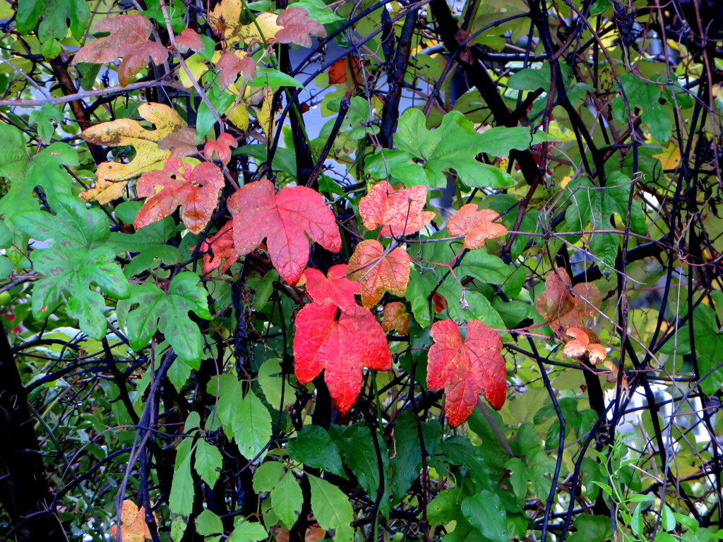 蔦紅葉