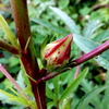 かわいい蕾