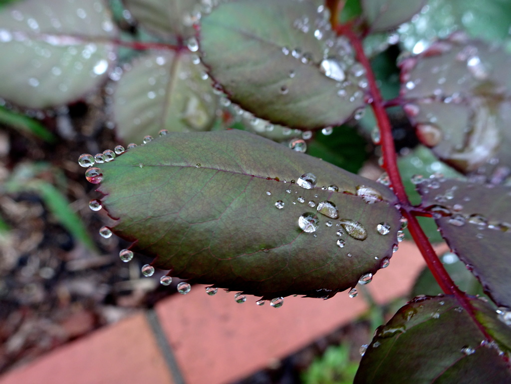 雫のファンタジー2