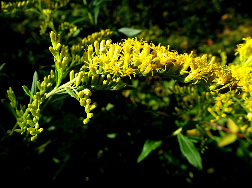準備でき、これから泡立ちます