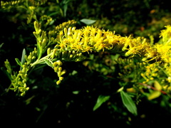 準備でき、これから泡立ちます