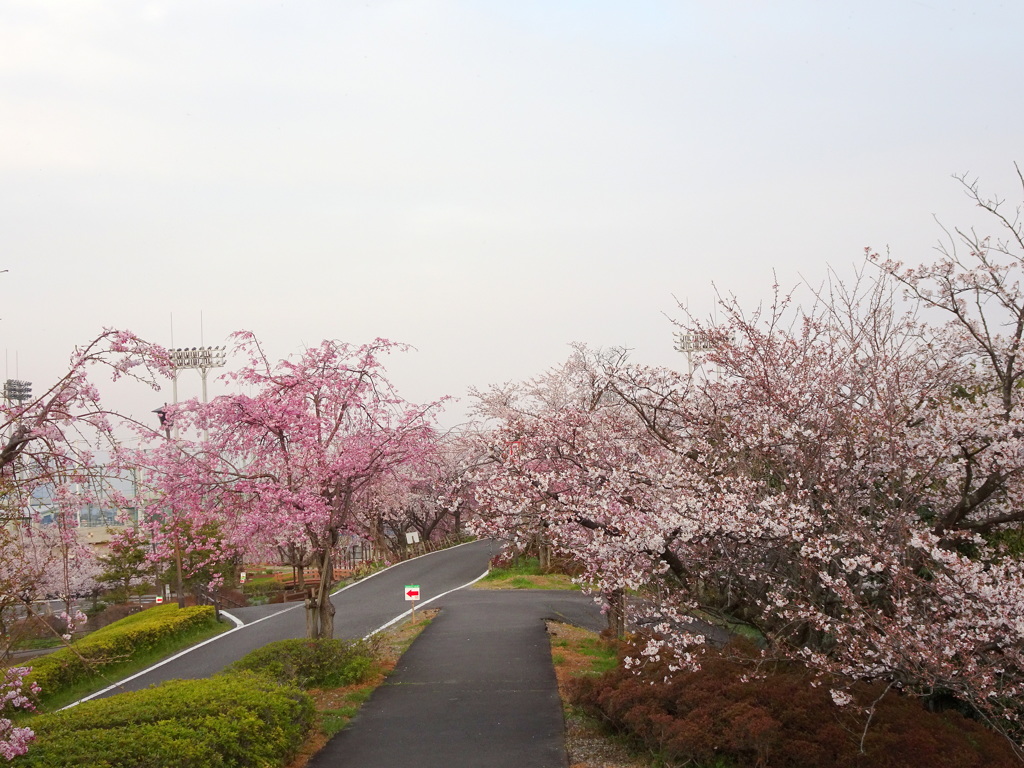 枝垂桜