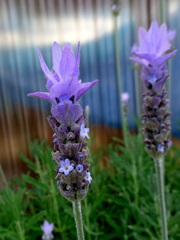 ラベンダー