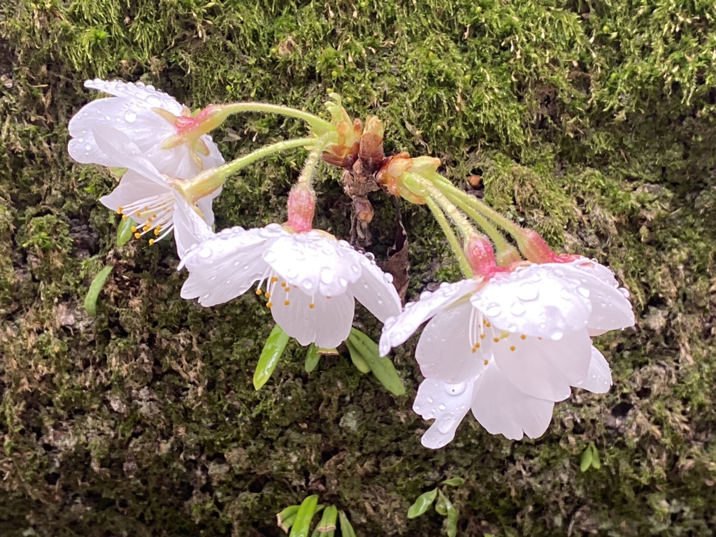 ひっそりと寄り添う