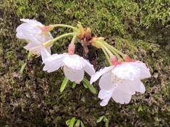 ひっそりと寄り添う