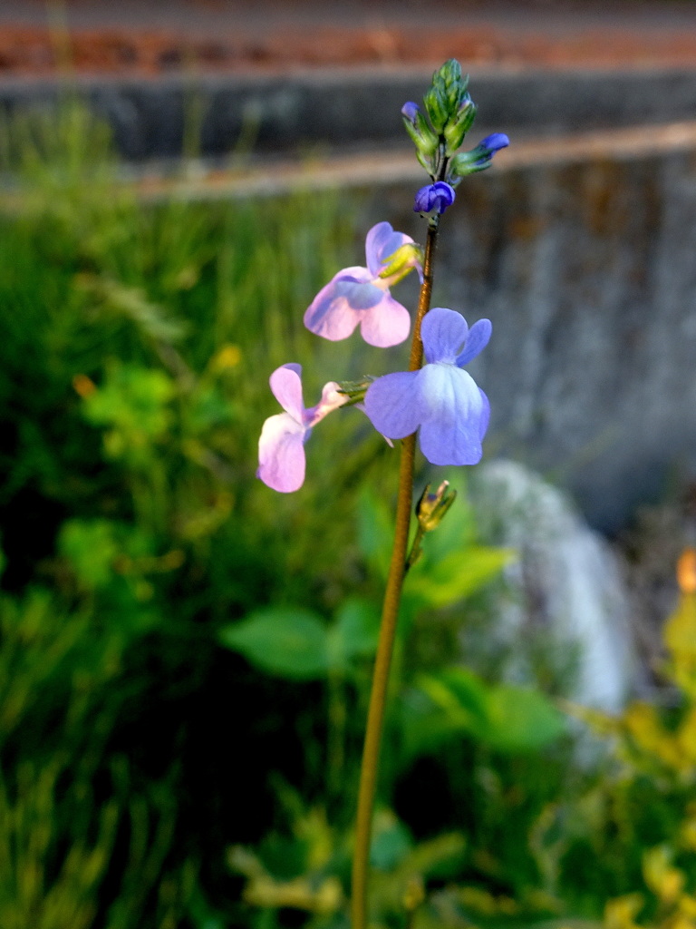 マツバウンラン