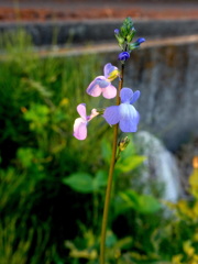 マツバウンラン