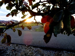 夕陽と渋柿