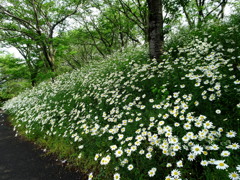 散歩道　マーガレット道