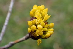 山茱萸