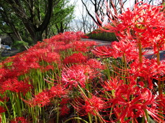 咲き誇る彼岸花1